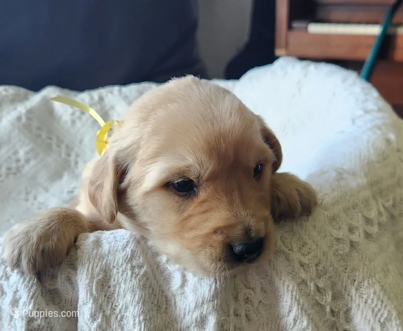Charlie – Golden Retriever puppy for sale in Memphis, MO