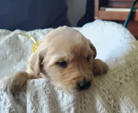 Charlie, a male Golden Retriever for sale in Memphis, MO – 1 of 5