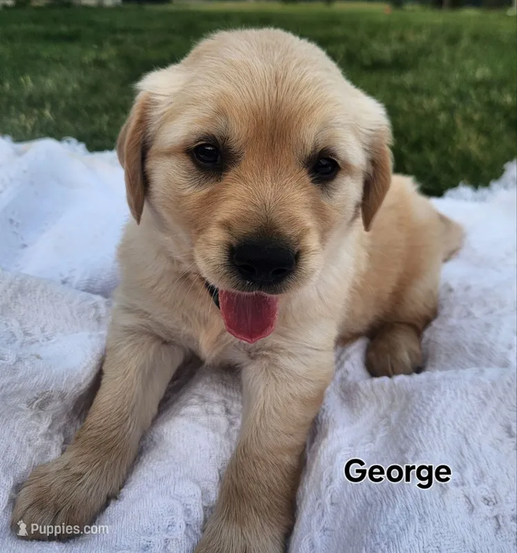 George – Golden Retriever puppy for sale in Memphis, MO