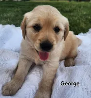 George, a male Golden Retriever for sale in Memphis, MO – 4 of 8