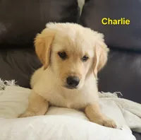Charlie, a male Golden Retriever for sale in Memphis, MO – 3 of 8