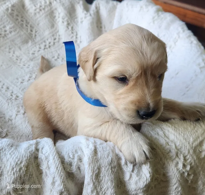 Justin – Golden Retriever puppy for sale in Memphis, MO