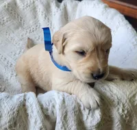 Justin, a male Golden Retriever for sale in Memphis, MO – 1 of 5