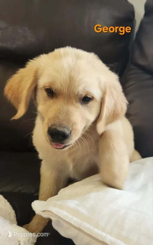 George – Golden Retriever puppy for sale in Memphis, MO