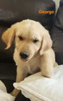 George, a male Golden Retriever for sale in Memphis, MO – 1 of 8