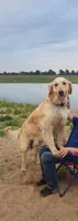 Charlie, a male Golden Retriever for sale in Memphis, MO – 5 of 5