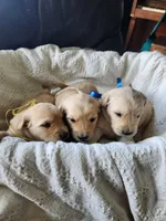 Charlie, a male Golden Retriever for sale in Memphis, MO – 2 of 5