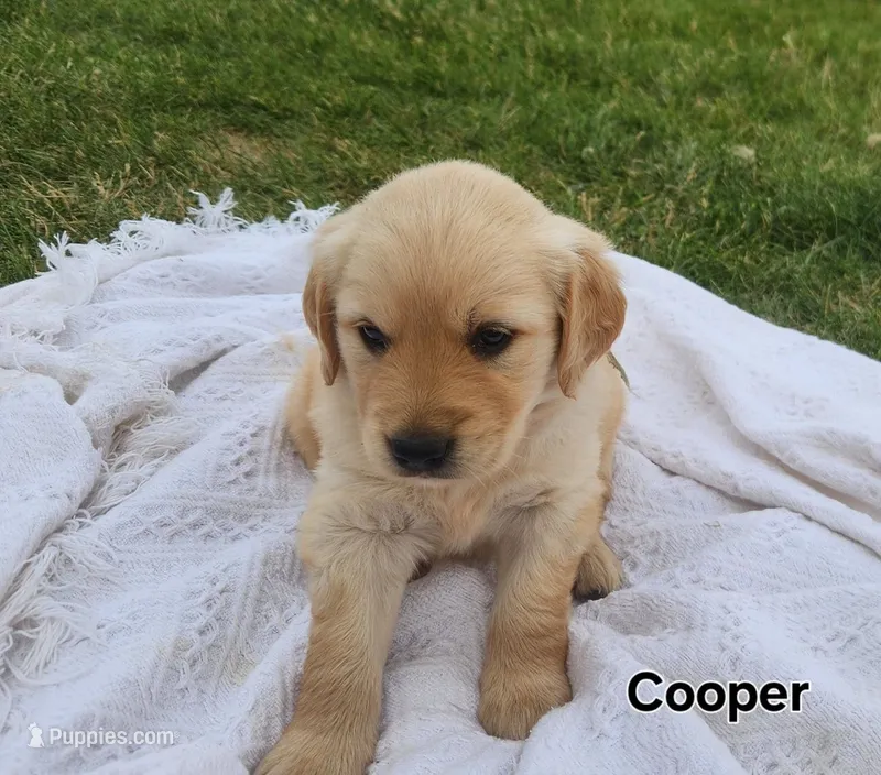 Cooper – Golden Retriever puppy for sale in Memphis, MO