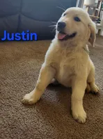 Justin, a male Golden Retriever for sale in Memphis, MO – 2 of 8