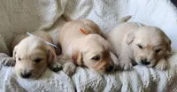George, a male Golden Retriever for sale in Memphis, MO – 2 of 4