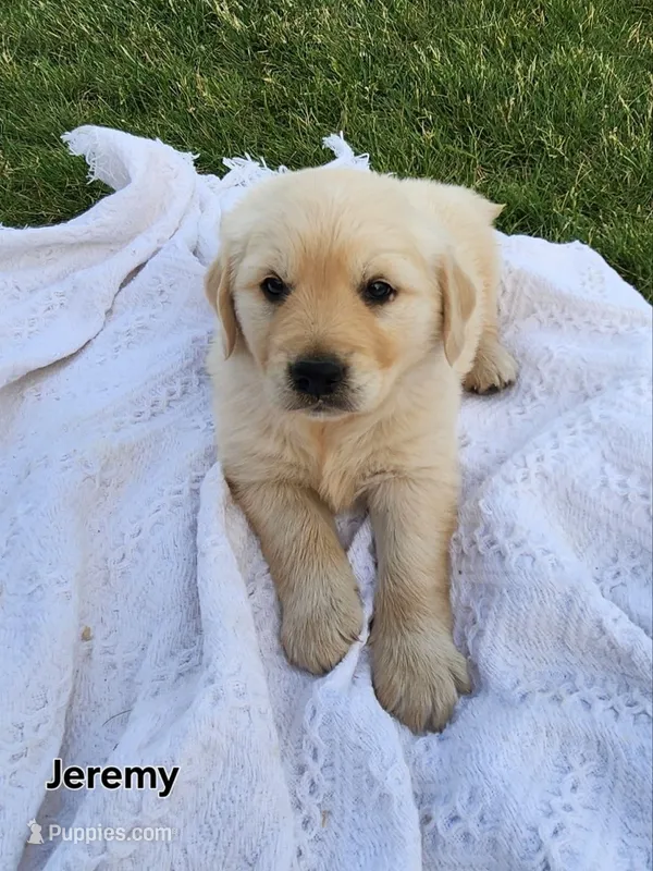 Jeremy – Golden Retriever puppy for sale in Memphis, MO