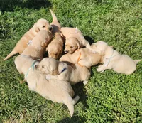 Charlie, a male Golden Retriever for sale in Memphis, MO – 4 of 5