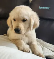 Jeremy, a male Golden Retriever for sale in Memphis, MO – 2 of 7