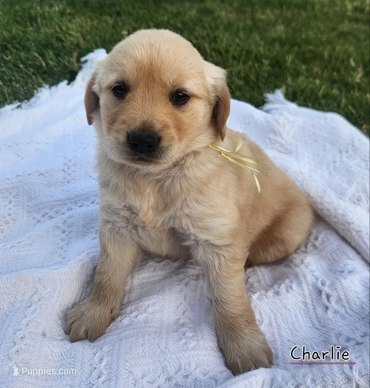 Charlie – Golden Retriever puppy for sale in Memphis, MO