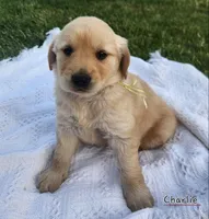 Charlie, a male Golden Retriever for sale in Memphis, MO – 4 of 8