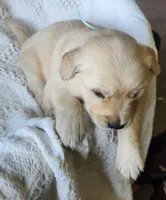 Jeremy, a male Golden Retriever for sale in Memphis, MO – 2 of 4