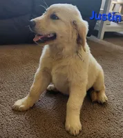 Justin, a male Golden Retriever for sale in Memphis, MO – 3 of 8