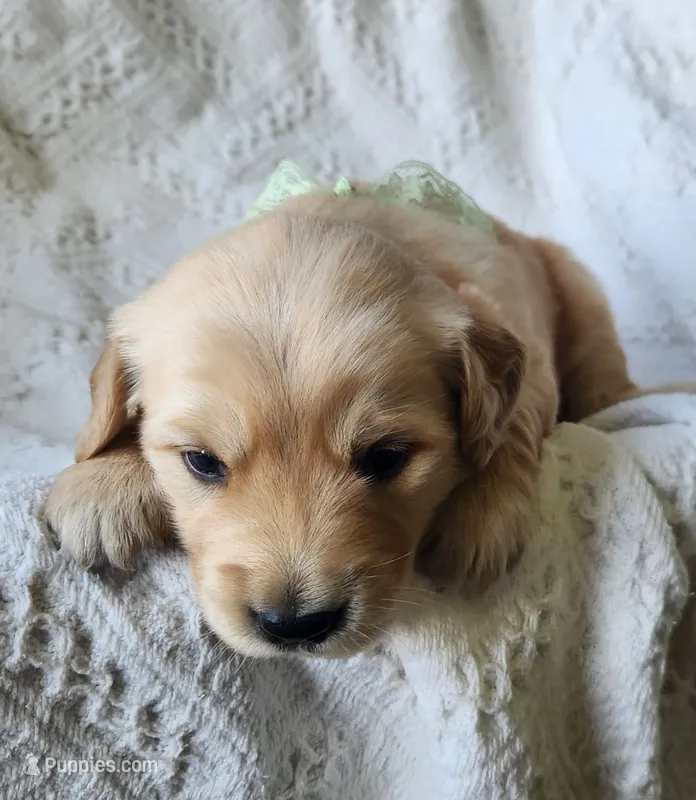Cooper – Golden Retriever puppy for sale in Memphis, MO
