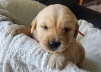 George, a male Golden Retriever for sale in Memphis, MO – 1 of 4