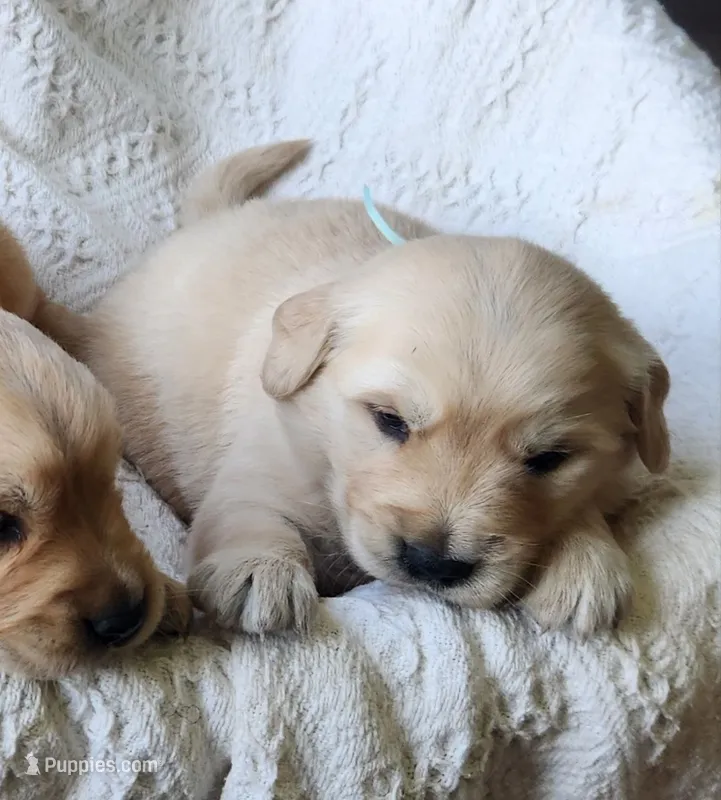 Jeremy – Golden Retriever puppy for sale in Memphis, MO