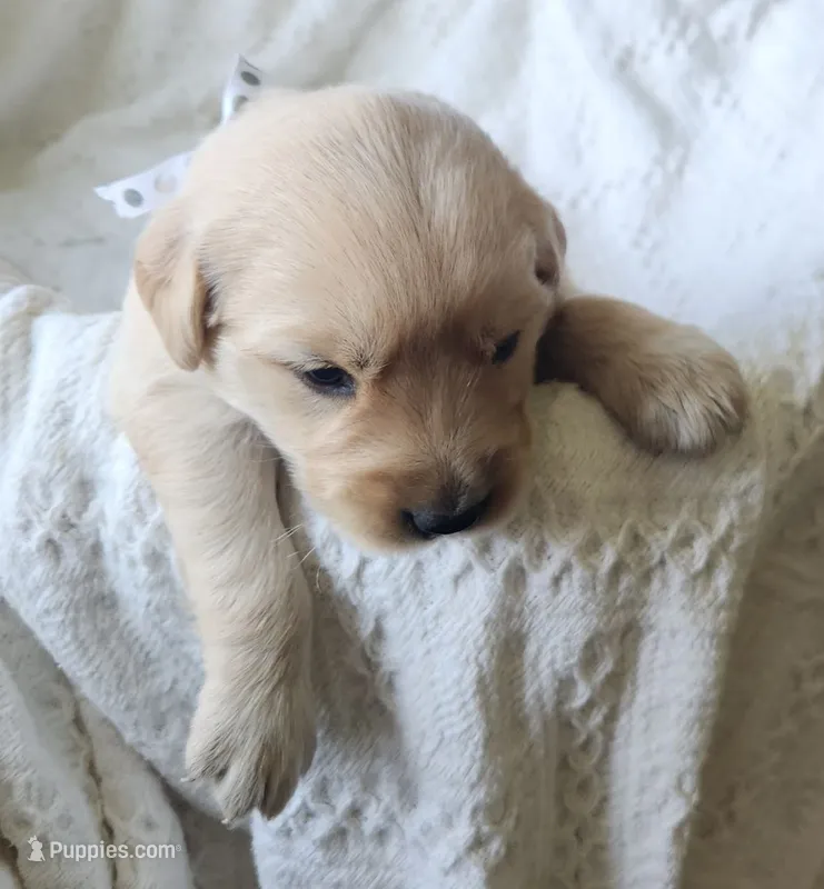 Amy – Golden Retriever puppy for sale in Memphis, MO