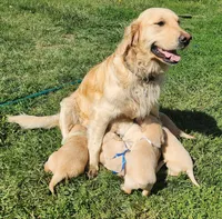 Cooper, a male Golden Retriever for sale in Memphis, MO – 5 of 5