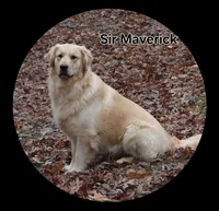 Jeremy, a male Golden Retriever for sale in Memphis, MO – 7 of 7