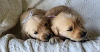 Amy, a female Golden Retriever for sale in Memphis, MO – 2 of 3