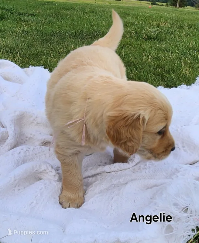 Angelie – Golden Retriever puppy for sale in Memphis, MO
