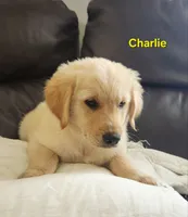 Charlie, a male Golden Retriever for sale in Memphis, MO – 2 of 8