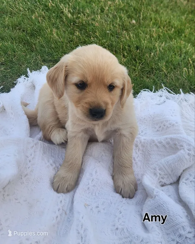 Amy – Golden Retriever puppy for sale in Memphis, MO