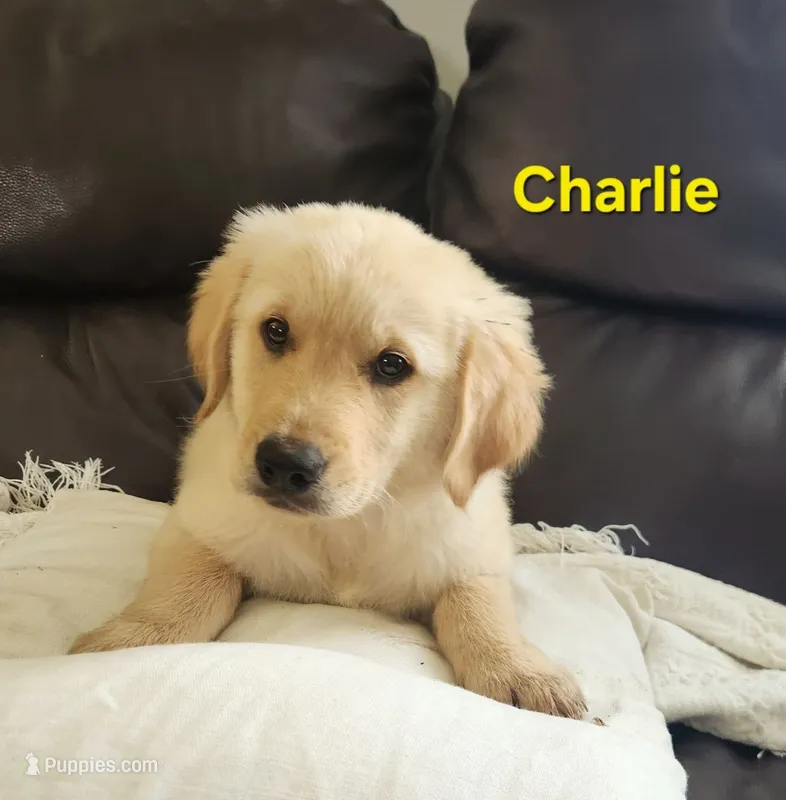 Charlie – Golden Retriever puppy for sale in Memphis, MO