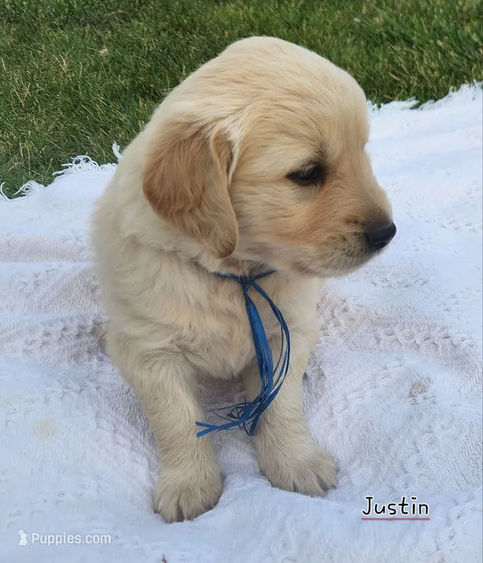 Justin – Golden Retriever puppy for sale in Memphis, MO