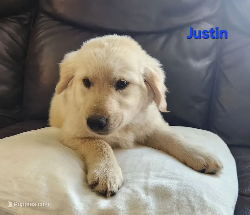 Justin – Golden Retriever puppy for sale in Memphis, MO