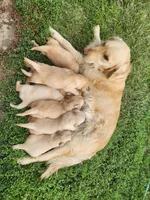 Justin, a male Golden Retriever for sale in Memphis, MO – 4 of 5
