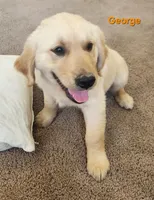 George, a male Golden Retriever for sale in Memphis, MO – 3 of 8