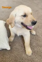 George, a male Golden Retriever for sale in Memphis, MO – 2 of 8
