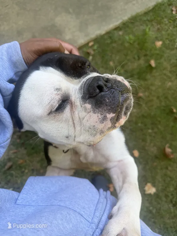 Kash – Olde English Bulldogge puppy for sale in Charlotte, NC
