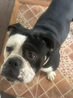Kash, a female Olde English Bulldogge for sale in Charlotte, NC – 2 of 4