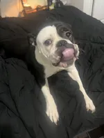 Kash, a female Olde English Bulldogge for sale in Charlotte, NC – 3 of 4