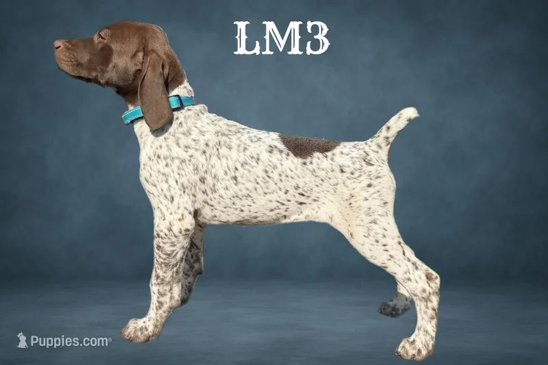 Liver and White Male 3 – German Shorthaired Pointer puppy for sale in Pine Island, MN