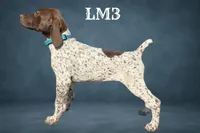 Liver and White Male 3, a male German Shorthaired Pointer for sale in Pine Island, MN – 1 of 3