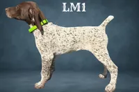 Liver and White Male 1, a male German Shorthaired Pointer for sale in Pine Island, MN – 2 of 3