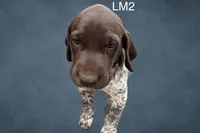 Liver and White Male 2, a male German Shorthaired Pointer for sale in Pine Island, MN – 3 of 3