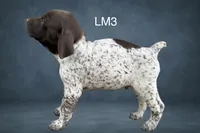 Liver and White Male 3, a male German Shorthaired Pointer for sale in Pine Island, MN – 2 of 3