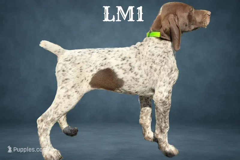 Liver and White Male 1 – German Shorthaired Pointer puppy for sale in Pine Island, MN