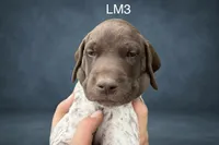 Liver and White Male 3, a male German Shorthaired Pointer for sale in Pine Island, MN – 3 of 3