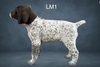 Liver and White Male 1, a male German Shorthaired Pointer for sale in Pine Island, MN – 2 of 3
