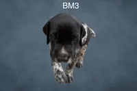 Black & White Male 3, a male German Shorthaired Pointer for sale in Pine Island, MN – 3 of 3