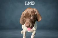 Liver and White Male 3, a male German Shorthaired Pointer for sale in Pine Island, MN – 2 of 3